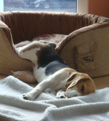 Zu Hause in Warendorf schl&auml;ft der Beagle am besten